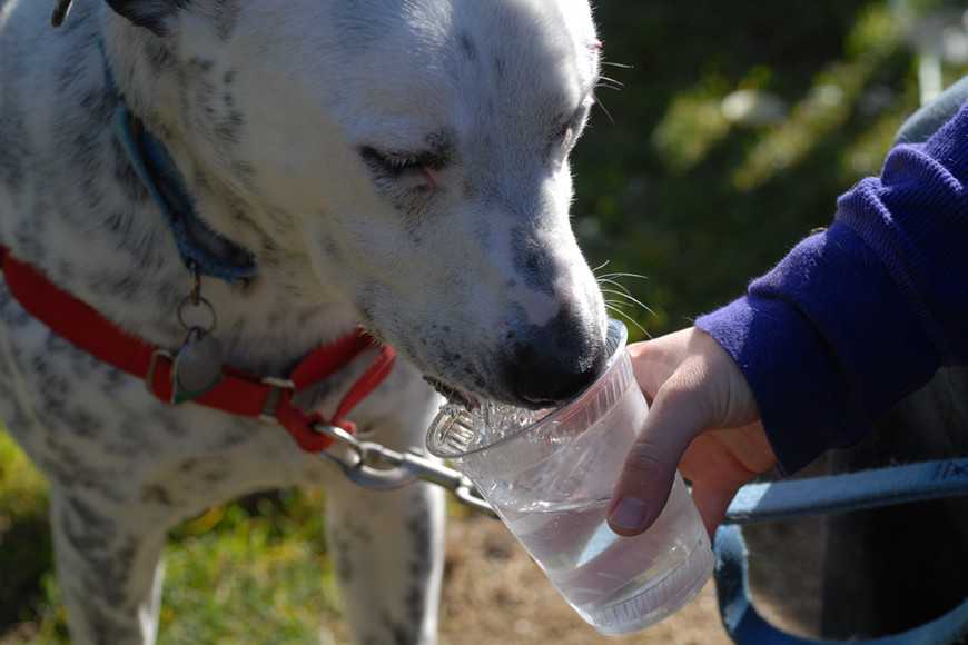 Get Your Dog to Drink More Water-3
