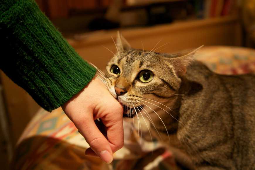 Train a Cat to Stop Biting-1