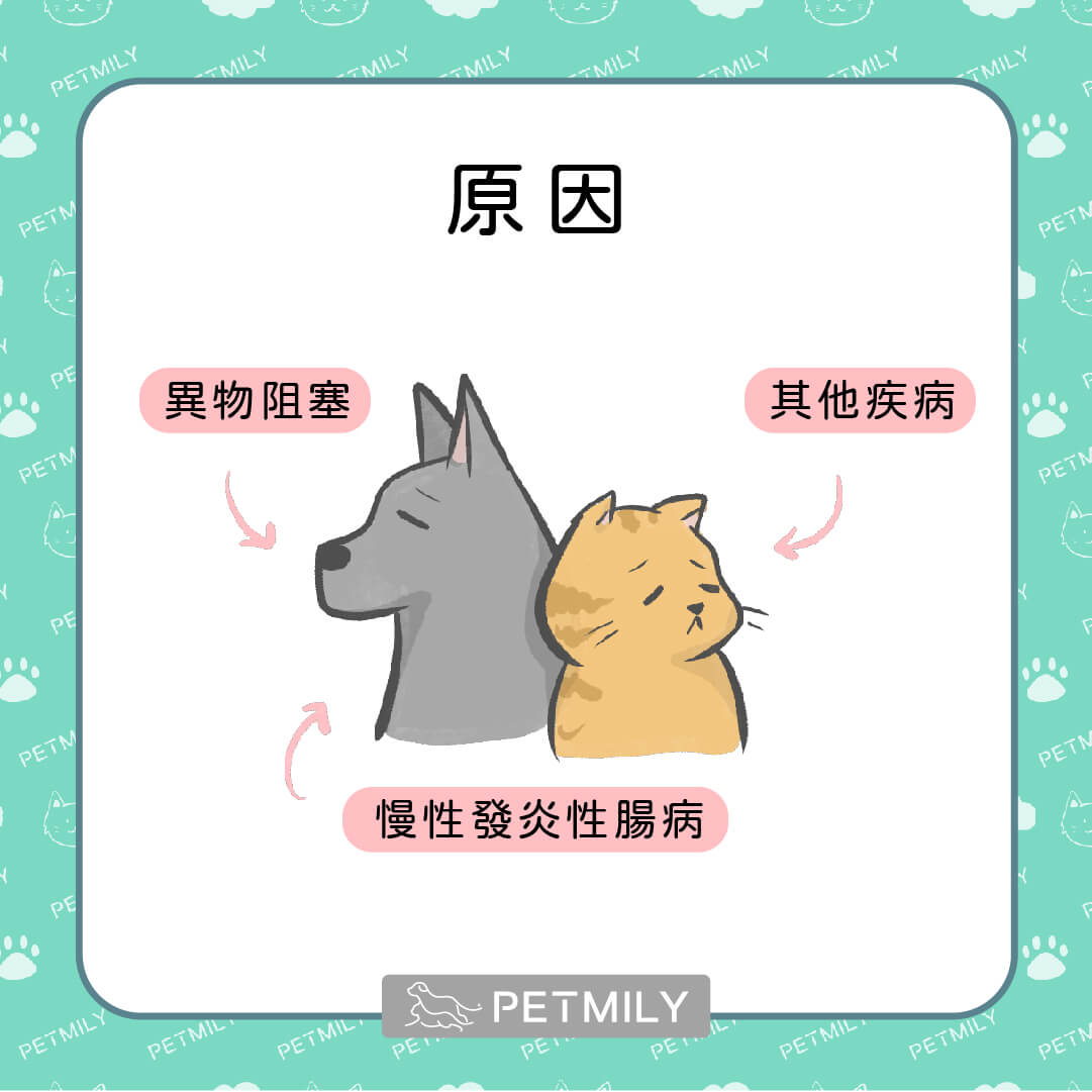 注意 毛小孩胃腸炎的七大原因 寵物迷petmily