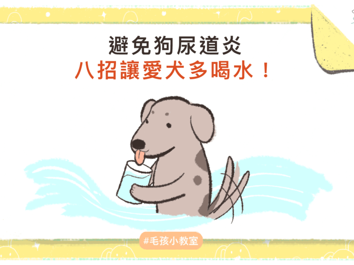 避免狗尿道炎 八招讓愛犬多喝水