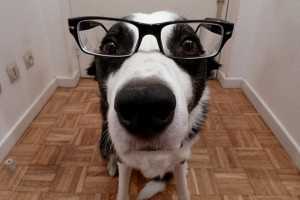 Supplements for Cataracts in Dogs-1