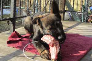 prepare a canine diet that includes raw meaty bones.-1