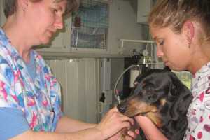 dog liver diseases-4