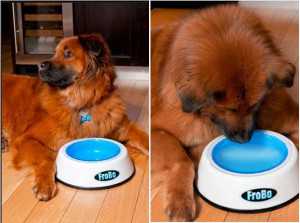 10 Ingenious Things For Your Dog -3