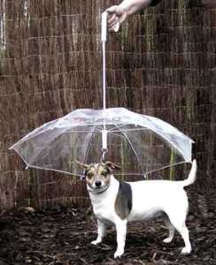 10 Ingenious Things For Your Dog -7