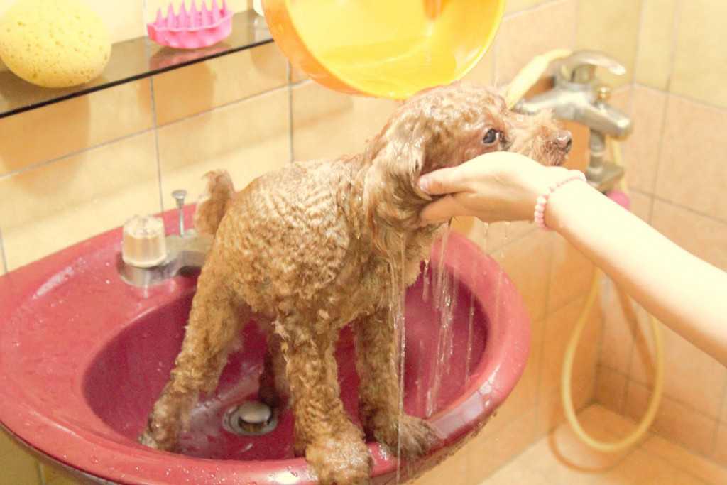 give your dog a bath-4