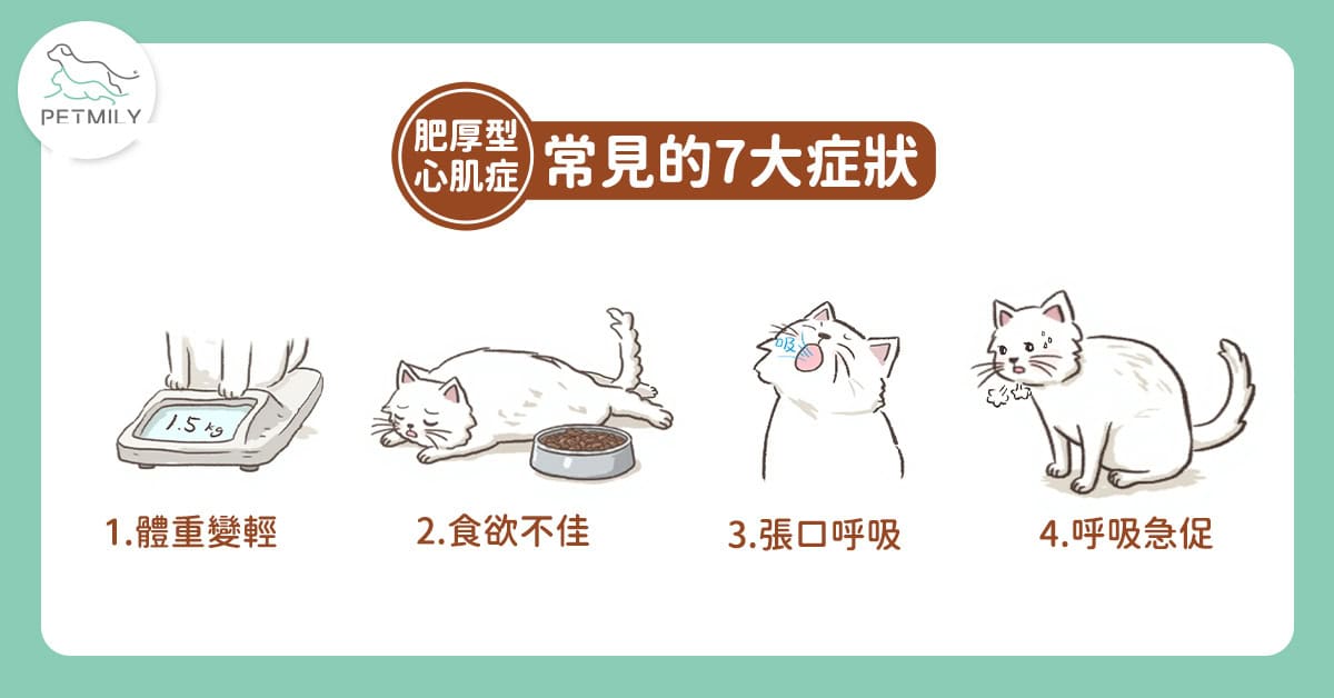 貓肥厚型心肌症是什麼？認識7大警訊與心臟保健營養素Q10輔酶