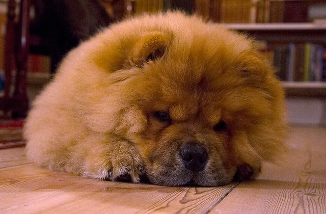 鬆獅犬難相處  個性有些神經質