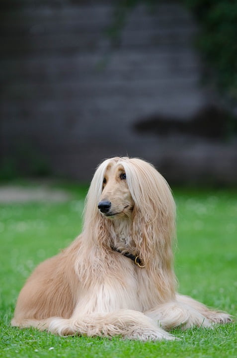 太美了！阿富汗獵犬宛如狗界超模