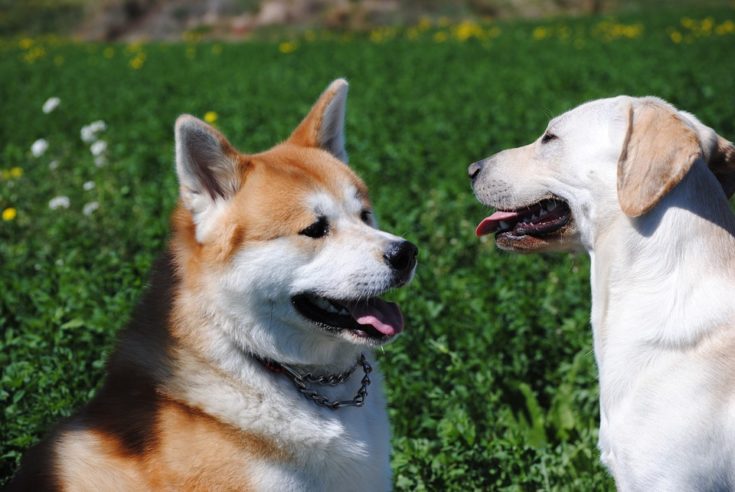 忠犬小八不好惹  秋田犬攻擊性強