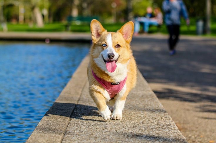 開朗的短腿一族  柯基犬人氣直升