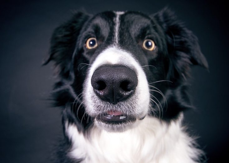 邊境牧羊犬居然能用眼神控制羊群