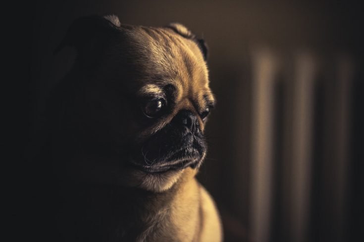 學會這九招  幫癌犬恢復食慾