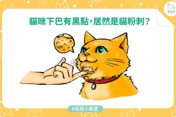 1130_貓粉刺_01