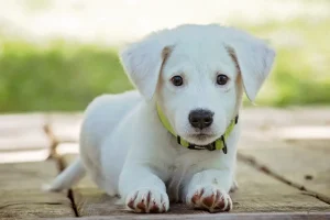 天然的最好！4種DIY除蚤