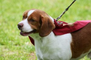 15 Rules for Walking Your Dog-1