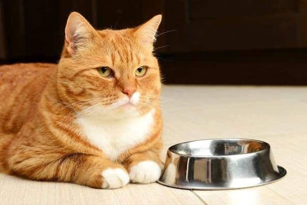 貓吃罐頭還是乾飼料