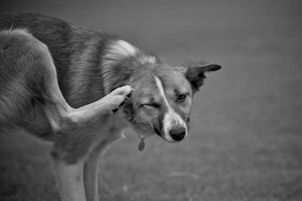 20140714-5 Common Dog Skin Problems