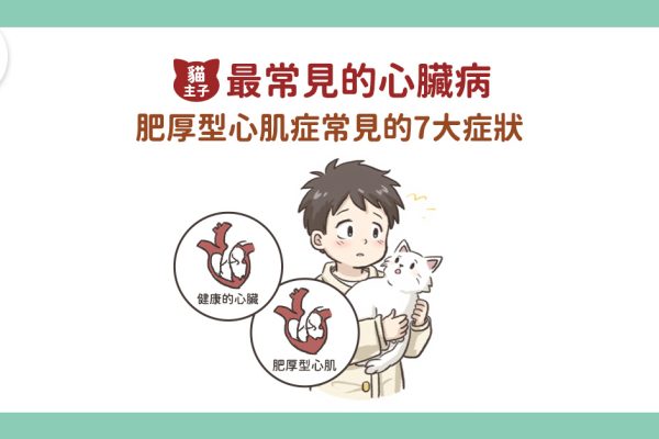 20250312貓主子最常見的心臟病_文章 (1)_0