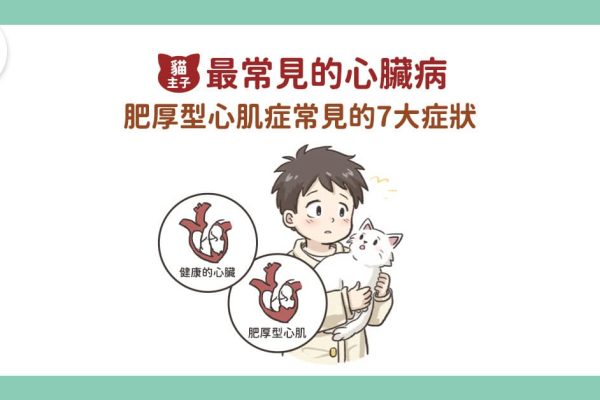 20250312貓主子最常見的心臟病_文章 (1)_0