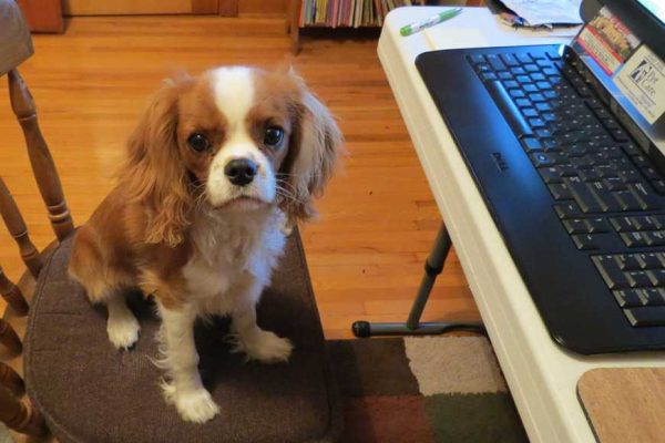 3 Benefits of Pets in the Workplace-1