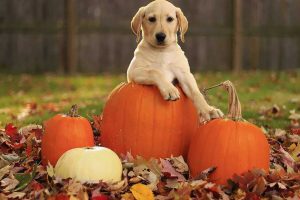 3 Health Benefits of Pumpkin for Dogs-1