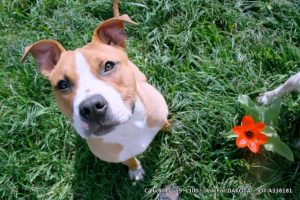 4530553188_6a6fbc39f4_z