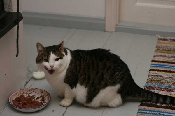 5 Common Cat Illnesses that are Impacted by Nutrition-1