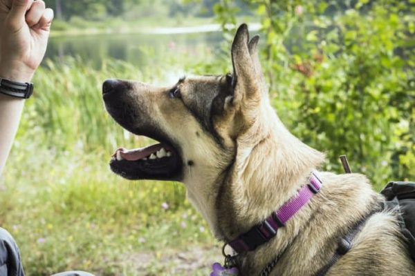 5 Reasons Your Dog Won’t Come When Called-1