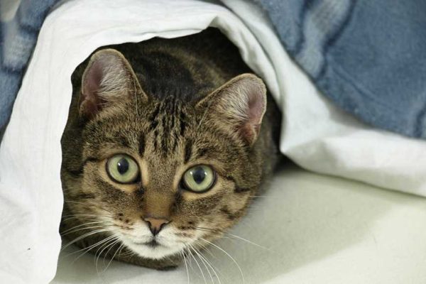 5 Ways to Discourage Cat Spraying-1