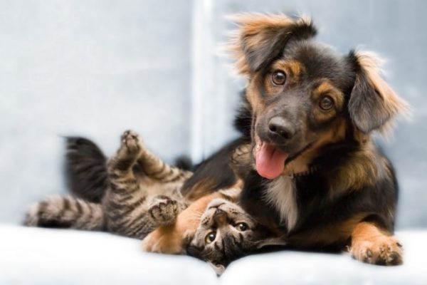 6986681-dog-cat-friends