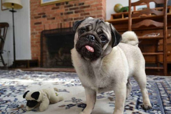 Brachycephalic airway syndrome-1
