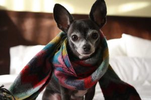 Canine Influenza-1