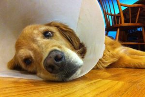 Caring for Your Pet After Surgery-1