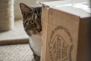 Cat Needs Hiding Places-1