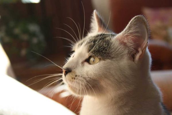 Cat Separation Anxiety-1