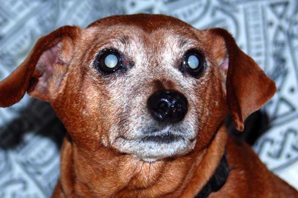 cataracts-in-dogs-0