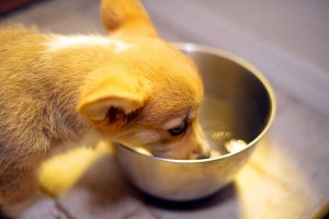 Choose the Best Dog Bowl-1