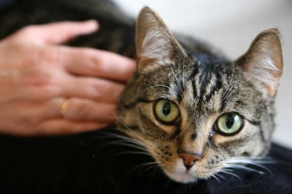 Choosing a Cat or Kitten-1