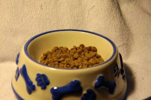 Choosing a Dog Food-1