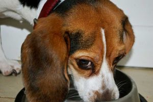 dog-protects-their-food-1