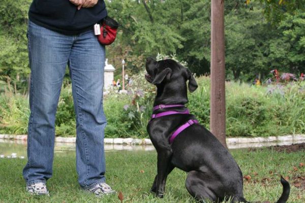 Dog Training Supplies-1