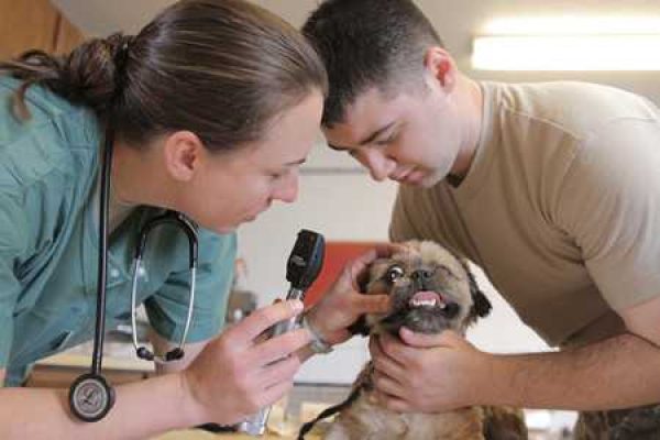 Glaucoma-in-Dogs-4