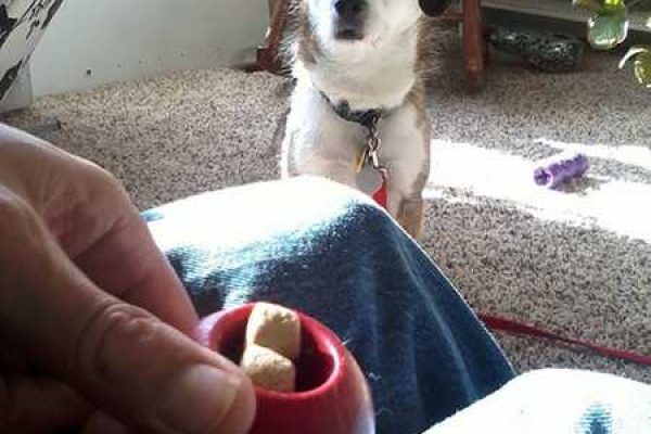 how-to-use-kong-dog-toys-2
