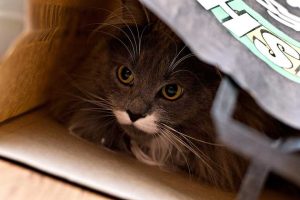 Is Your Cat Afraid of the Vacuum Cleaner-1