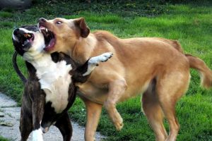 Is Your Dog A Bully-1