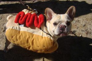 Keeping Dogs Cool in the Heat-1