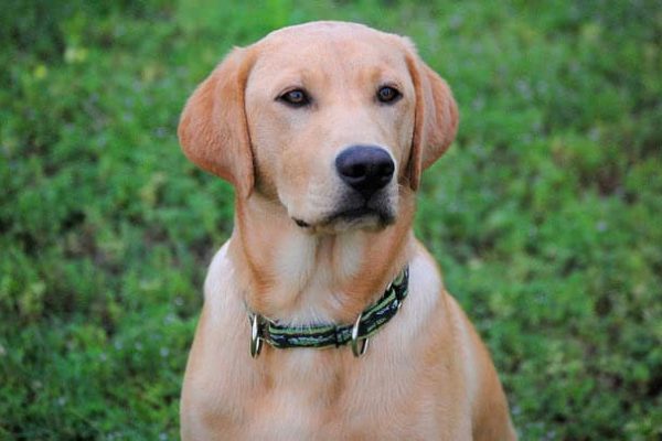 Labrador-1