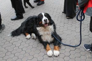 Leash Your Dog-1