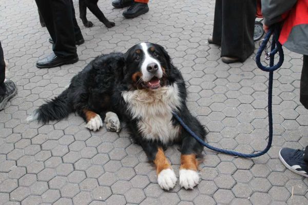 Leash Your Dog-1